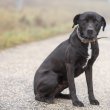 Bigbogyó, a tanulékony kutyus