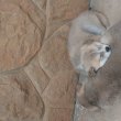 Japán akita kan kölyök kutyusok.