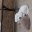 Japán akita kan kölyök kutyusok.