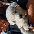 Japán akita kan kölyök kutyusok.