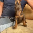 Dobermann kiskutyák