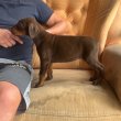 Dobermann kiskutyák