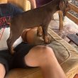 Dobermann kiskutyák