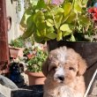 Maltipoo kislány 8 hetes