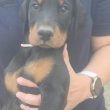 Eladó dobermann 