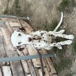Dalmata kolykok 