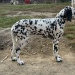 Dalmata kolykok 