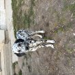 Dalmata kolykok 