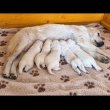 Golden Retriever – Kiváló minőségű kölyökkutyák