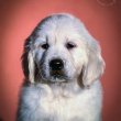 Golden Retriever – Kiváló minőségű kölyökkutyák