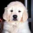 Golden Retriever – Kiváló minőségű kölyökkutyák