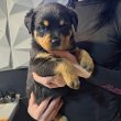 Rottweiler kölykök!
