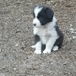 Border collie kiskutyák 