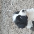 Border collie kiskutyák 