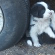 Border collie kiskutyák 