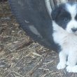 Border collie kiskutyák 