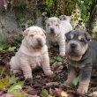 Shar pei gyönyörű kiskutyák 06307020801