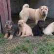 Shar pei gyönyörű kiskutyák 06307020801