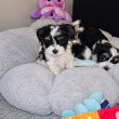 Bichon havanese kiskutyàk 06307340984