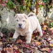 Shar pei gyönyörű kiskutyák 06307020801