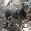 Shar pei gyönyörű kiskutyák 06307020801
