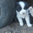 Border collie kiskutyák 