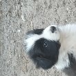 Border collie kiskutyák 