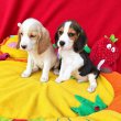 2xoltva Beagle babák gazdit keresnek!