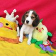 2xoltva Beagle babák gazdit keresnek!