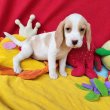 2xoltva Beagle babák gazdit keresnek!