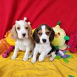 2xoltva Beagle babák gazdit keresnek!