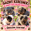 Francia bulldog fluffy