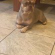 Francia bulldog kiskutya