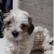 Bichon