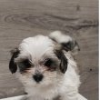 Bichon