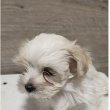 Bichon