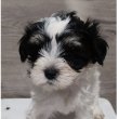 Bichon
