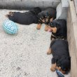 Rottweiler kiskutyák eladók 