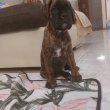 Boxer kölykök eladók 