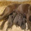 Labrador kölyök kutyusok eladók 