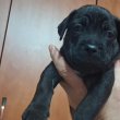 Cane Corso kiskutya 