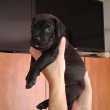 Cane Corso kiskutya 
