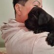 Cane Corso kiskutya 