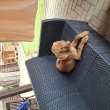 Magyar vizsla kan kutya 5 hónapos eladó