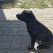 Labrador retriever fekete szuka eladó 