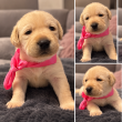Labrador kölykök