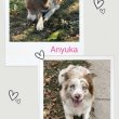 Border collie kiskutya