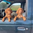 Magyar vizsla