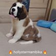 Igényes Embereknek! Igényes Bernáthegyi kutya 