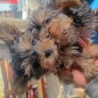 Yorkshire terrier